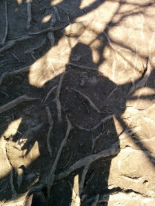 roots and shadows