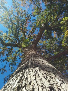 looking up at tree