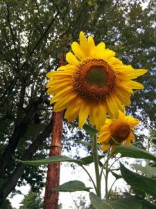 sunflowers tall