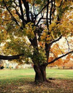 graceful-autumn-tree